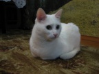 IMG 0412