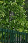 DSC 0658